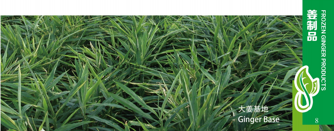 base de gengibre